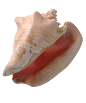 conch-shell.jpg