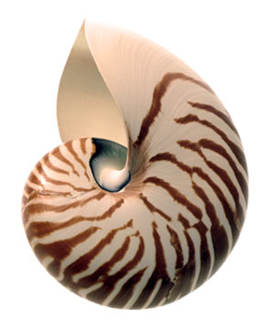nautilus-seashell.jpg