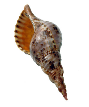 pacific-triton-seashell.jpg